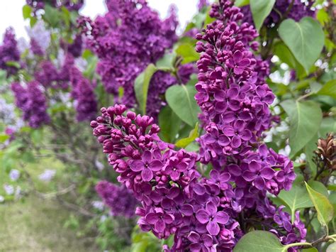 How To Grow Great Lilacs In Zone 3 Fragrance Beauty And So Much More