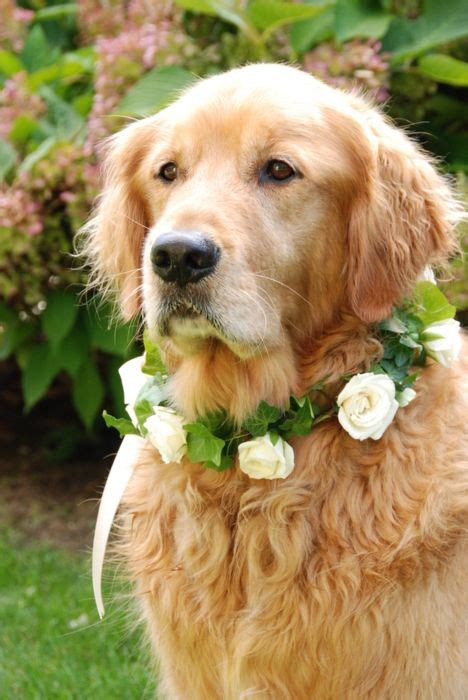 Wedding Pets Tumblr Dog Wedding Golden Retriever Retriever