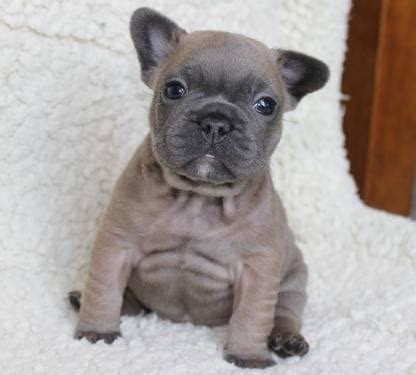 Make sure you understand and research all dog breeds you are looking to own before purchasing your miniature bulldog puppy from one of our reputable breeders. akc mini blue french bulldogs for Sale in Dubuque, Iowa ...