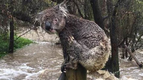 Koala Bears Australias Wild Weather Bbc News