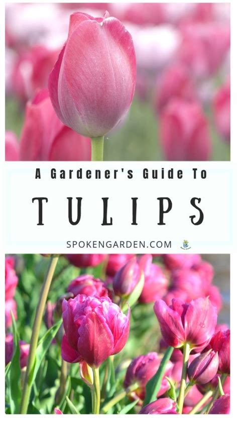 Tulips A Gardeners Guide And Plant Profile Spoken Garden Planting