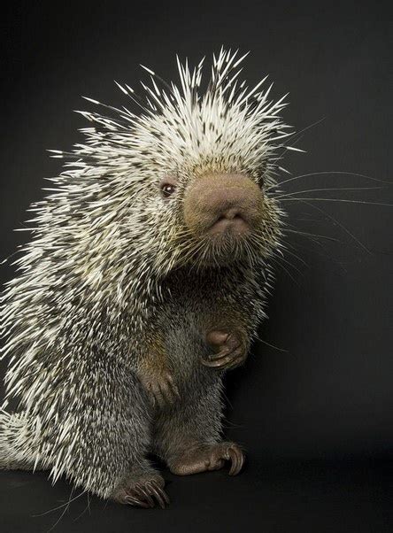 17 Best Images About Porcupines On Pinterest The Philippines A Group