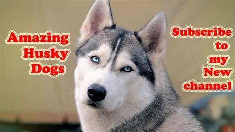 Husky Dogs And Puppies A Funny Videos And Cute Videos