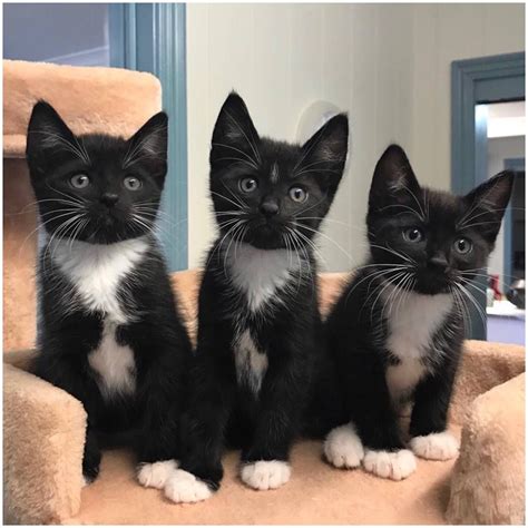 Three Tuxedo Kittens From Eatons Hill Veterinary Clinic In Brisbane