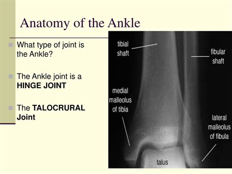 Ppt The Ankle Powerpoint Presentation Free Download Id5406588