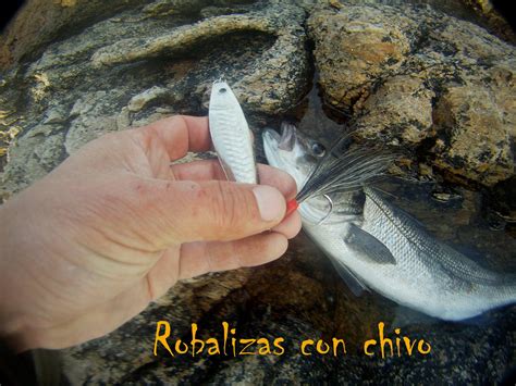 Solorobalizas Vídeo La Pesca De La Robaliza Mar De Chivo