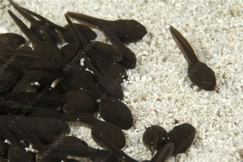 Common Toad Tadpoles Stock Image C0109430 Science Photo Library