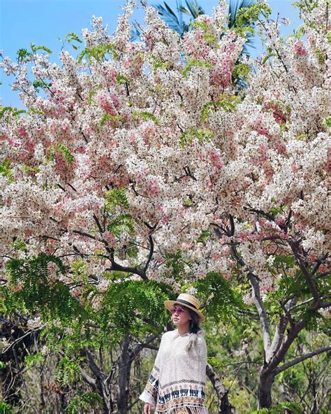 Tanaman bunga portulaca atau di indonesia populer dengan nama bunga pupuk sembilan. Cari Wallpaper Gerak Bunga Sakura
