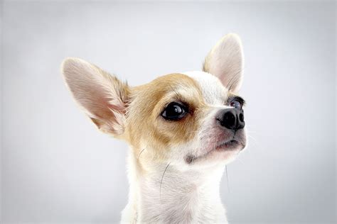 Do Chihuahuas Descended From Wolves