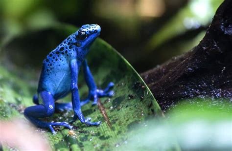 Poison Dart Frog Description Habitat Image Diet And Interesting Facts