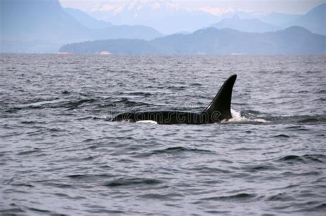 Lone Dorsal Fin With Pod Of Resident Orcas Of The Coast Near Sechelt
