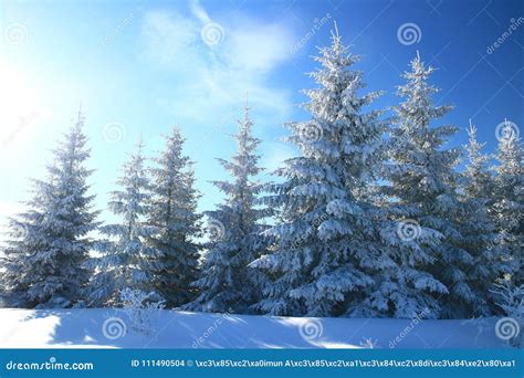Evergreen Forest In Winter Stock Photo Image Of Christmas 111490504