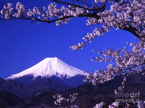 Mount Fuji And Cherry Blossoms Photograph By Pg Reproductions