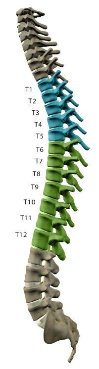 Spinal Cord Injury T5 Spinal Cord Injury