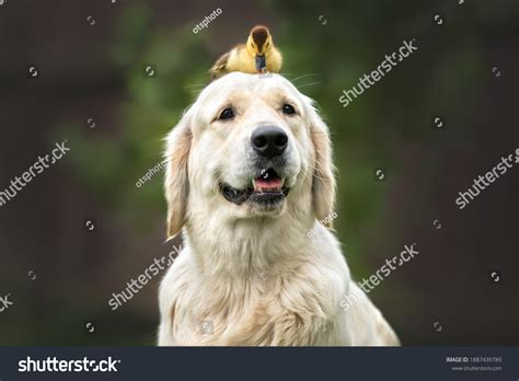 Golden Retriever Dog Small Duckling On Stock Photo 1887439789