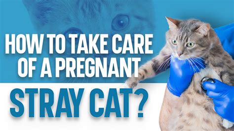 How To Care For A Pregnant Stray Cat Youtube