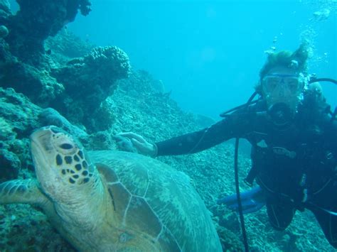 Walaupun saya orang sabah tapi saya hanya pernah pergi pulau manukan ja sebab saya takot air hahahha. Pulau di Sabah...: August 2011