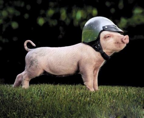 Funny Pigs Pets Cute And Docile