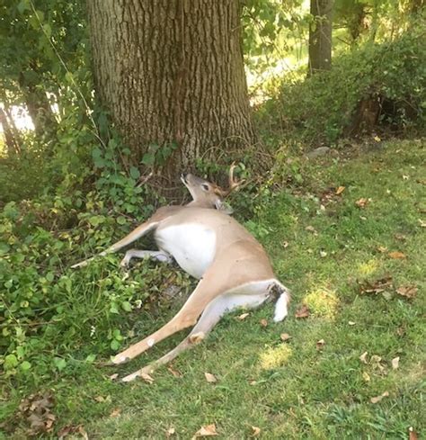 Brick Nj Dead Animal Deer Carcass Removal And Sanitize Service