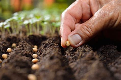 Methods Of Seed Sowing Agri Learner