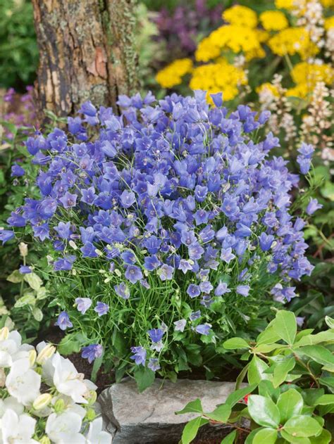 Zwerg Glockenblume Blue Baby Campanula Cochleariifolia Wyss Shop