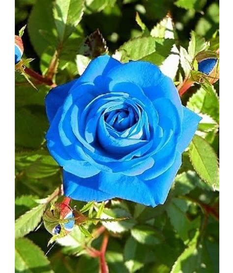 Azalea Garden Rare Blue Rose 1 Healthy Live Outdoor Flower Plant Buy