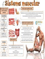 Mapa Mental Sistema Muscular Pdf Sistema Muscular Tecido Muscular