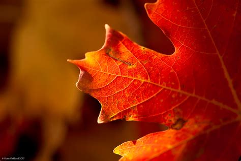 Fallen Maple Leaves On Behance
