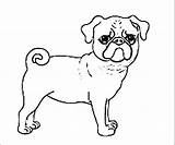 Pug Coloring Pugs Dog Puppy Tail Curly Clipart Colouring Printable Cute Dogs Sketch Pig Popular Wecoloringpage Clip Library Divyajanani Template sketch template