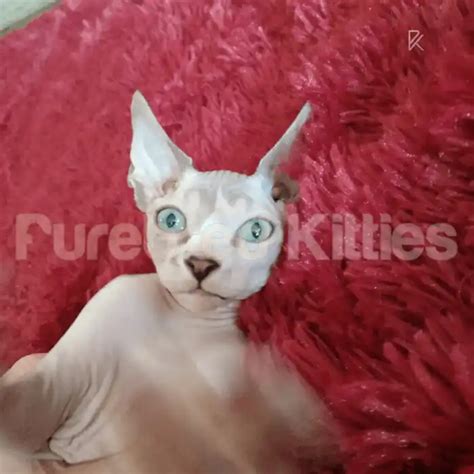 Sphynx Cats And Kittens For Sale Toby Male Sphynx Kitten Purebred Kitties