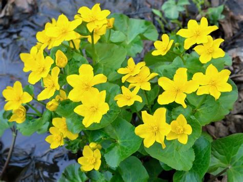 Marsh Marigold Care How And Where To Grow Marsh Marigolds