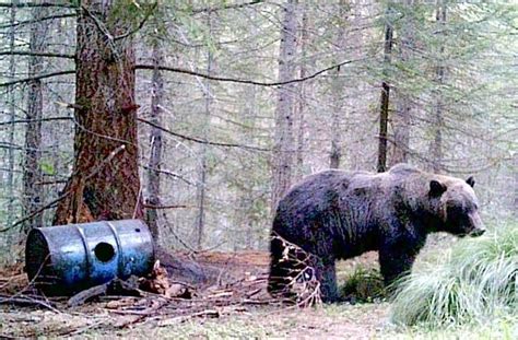 Trail Camera Captures Second Grizzly In Idaho Area Where Few Have Been