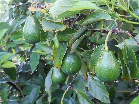 M Tech Gardens Rare Persea Americana Avocado Fruit 1 Healthy Seedling Live Plant Mtech 03