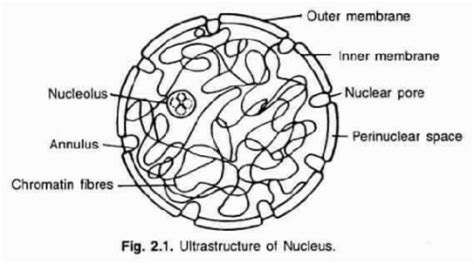 Tendons are similar to ligaments; Nucleus diagram? | EduRev Class 9 Question