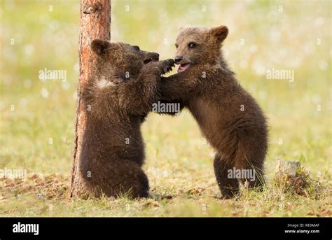 Close Up Of Two Brown Bear Cubs Play Fighting Finland Stock Photo Alamy
