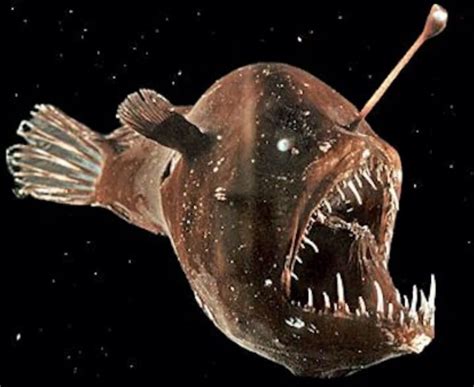 Humpback Anglerfish Characteristics Habitat Reproduction And More