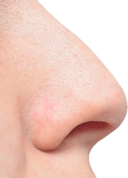 Nose Png Clipart Background Png Play