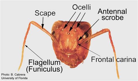 Ant Anatomy Carina