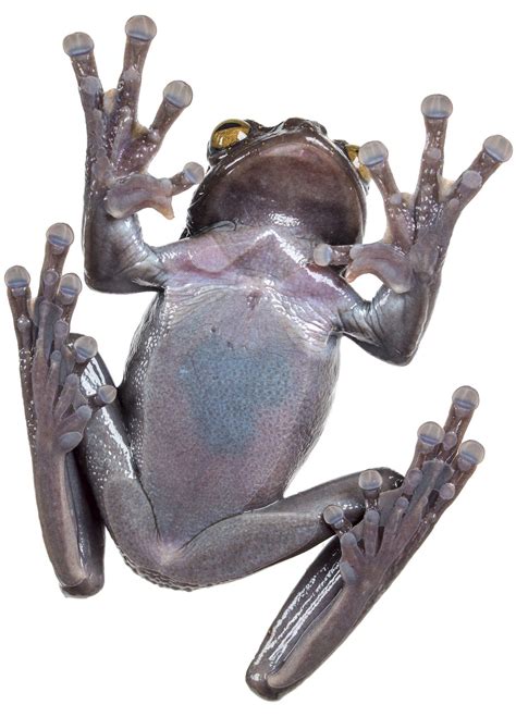 Ranaecuador3 Prepólex Con Forma De Garra Primates Mammals Frog