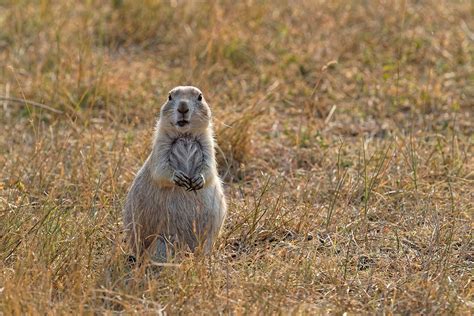 Prairie Dog Hunting 7 Reasons To Hunt Some Vermin This Summer