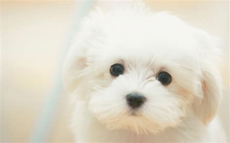 Cute and lonely puppy yawning and stretching himself, then lay down and looking on camera. White puppy wallpapers and images - wallpapers, pictures, photos