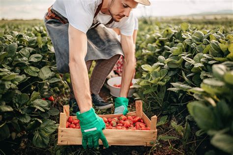 Strawberry Picking in Michigan: Why You Should Go & Tips For When You ...