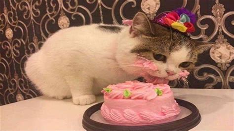 Cats Birthday Party Compilation Sweet Cats Love Meatcake Cat