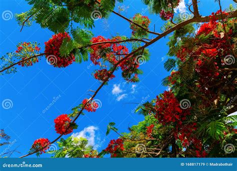 Royal Poinciana Tree With Red Flowers On Oahu Hawaii Stock Image