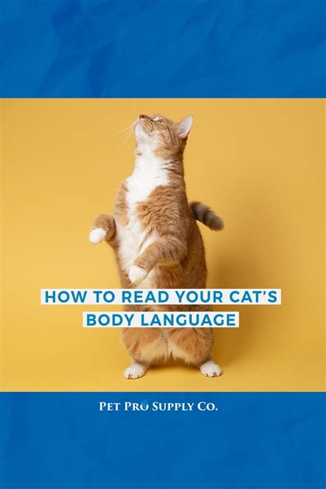 How To Read Your Cats Body Language Cat Body Body Language Cats