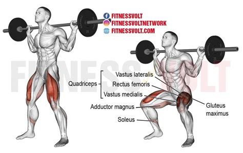 Barbell Squat Exercise Guide How To Benefits Muscles Worked And