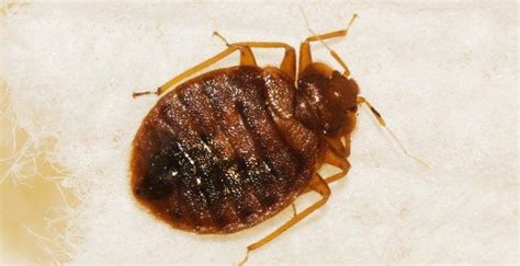 Blog How Dangerous Is It To Have Bed Bugs In My Lynchburg Home