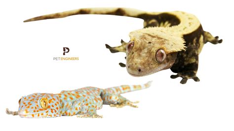 Crested Gecko Vs Tokay Gecko Which Is Better As A Pet In 2024 Pet