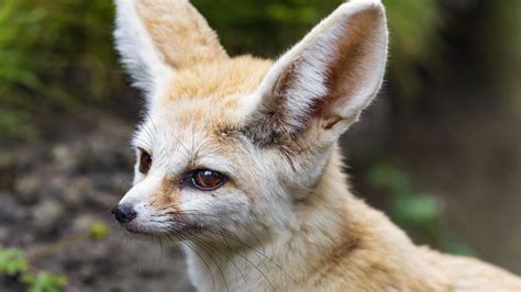 Download Wallpaper 2560x1440 Fennec Fox Wildlife Animal Blur