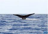 Photos of Kauai Hawaii Whale Watching Tours
